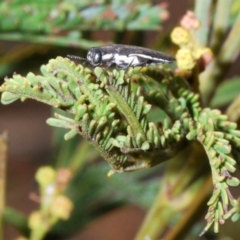 Agrilus hypoleucus at Bruce, ACT - 7 Jan 2020