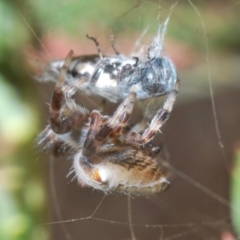 Agrilus hypoleucus at Bruce, ACT - 7 Jan 2020