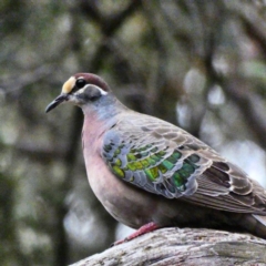Phaps chalcoptera (Common Bronzewing) at Red Hill Nature Reserve - 6 Jan 2020 by Ct1000