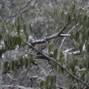 Phaps chalcoptera at Deakin, ACT - 6 Jan 2020