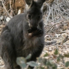 Osphranter robustus robustus (Eastern Wallaroo) at Deakin, ACT - 23 Dec 2019 by Ct1000