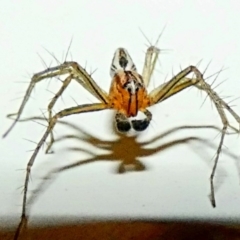 Oxyopes sp. (genus) (Lynx spider) at Hughes, ACT - 12 Dec 2019 by Ct1000