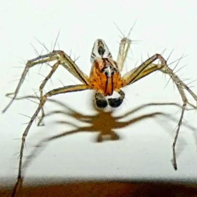 Oxyopes (genus) (Lynx spider) at Hughes, ACT - 13 Dec 2019 by Ct1000