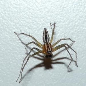 Oxyopes sp. (genus) at Hughes, ACT - 13 Dec 2019