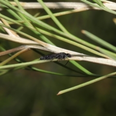 Tiphiidae sp. (family) at Hackett, ACT - 2 Dec 2019