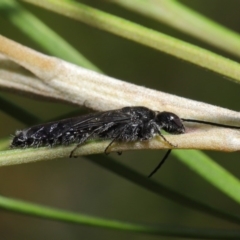 Tiphiidae (family) at Hackett, ACT - 2 Dec 2019