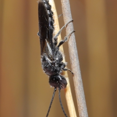 Tiphiidae (family) (Unidentified Smooth flower wasp) at ANBG - 2 Dec 2019 by TimL