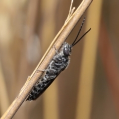 Tiphiidae (family) at Hackett, ACT - 2 Dec 2019