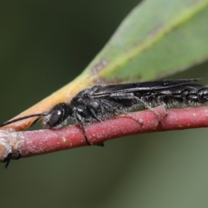 Tiphiidae (family) at Acton, ACT - 2 Dec 2019 11:54 AM