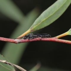 Tiphiidae (family) at Acton, ACT - 2 Dec 2019