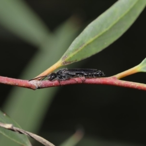 Tiphiidae (family) at Acton, ACT - 2 Dec 2019 11:54 AM