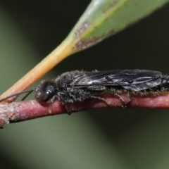 Tiphiidae (family) at Acton, ACT - 2 Dec 2019