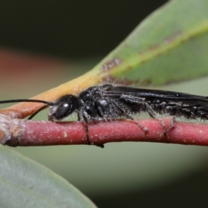 Tiphiidae (family) at Acton, ACT - 2 Dec 2019 11:54 AM