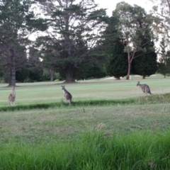 Macropus giganteus (Eastern Grey Kangaroo) at Wingecarribee Local Government Area - 8 Dec 2016 by JanHartog