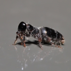 Tiphiidae (family) (Unidentified Smooth flower wasp) at Acton, ACT - 3 Dec 2019 by TimL