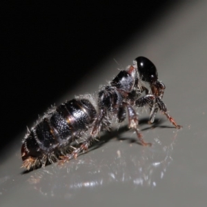 Tiphiidae sp. (family) at Acton, ACT - 3 Dec 2019