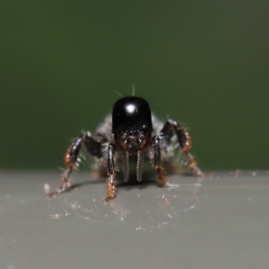 Tiphiidae (family) at Acton, ACT - 3 Dec 2019 01:43 PM