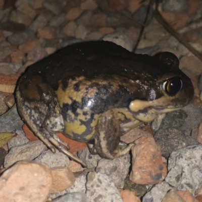 Limnodynastes dumerilii (Eastern Banjo Frog) at Illilanga & Baroona - 4 Jan 2020 by Illilanga