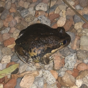 Limnodynastes dumerilii at Illilanga & Baroona - 5 Jan 2020