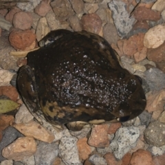 Limnodynastes dumerilii at Illilanga & Baroona - 5 Jan 2020