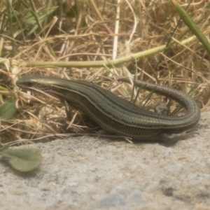 Pseudemoia pagenstecheri at Jindabyne, NSW - 29 Dec 2019 11:39 AM