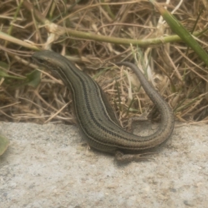 Pseudemoia pagenstecheri at Jindabyne, NSW - 29 Dec 2019