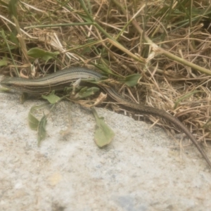 Pseudemoia pagenstecheri at Jindabyne, NSW - 29 Dec 2019