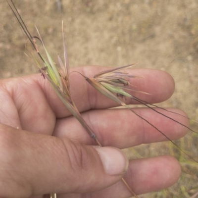 Themeda triandra (Kangaroo Grass) at Jindabyne, NSW - 29 Dec 2019 by Illilanga