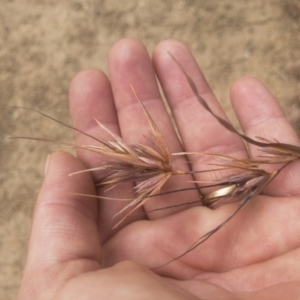 Themeda triandra at Jindabyne, NSW - 29 Dec 2019