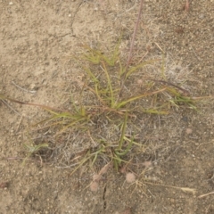 Themeda triandra at Jindabyne, NSW - 29 Dec 2019