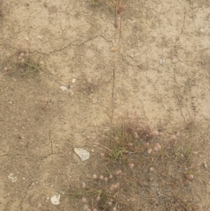 Themeda triandra at Jindabyne, NSW - 29 Dec 2019