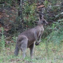 Macropus giganteus (Eastern Grey Kangaroo) at Alpine, NSW - 5 Jan 2017 by JanHartog