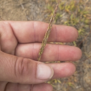 Bothriochloa macra at Jindabyne, NSW - 29 Dec 2019 08:41 AM