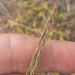 Bothriochloa macra at Jindabyne, NSW - 29 Dec 2019