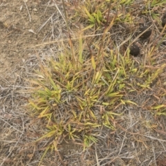 Bothriochloa macra at Jindabyne, NSW - 29 Dec 2019