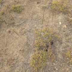 Bothriochloa macra at Jindabyne, NSW - 29 Dec 2019