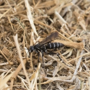 Turneromyia sp. (genus) at Jindabyne, NSW - 29 Dec 2019 10:08 AM