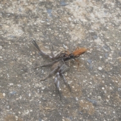 Cryptocheilus sp. (genus) at Jindabyne, NSW - 29 Dec 2019