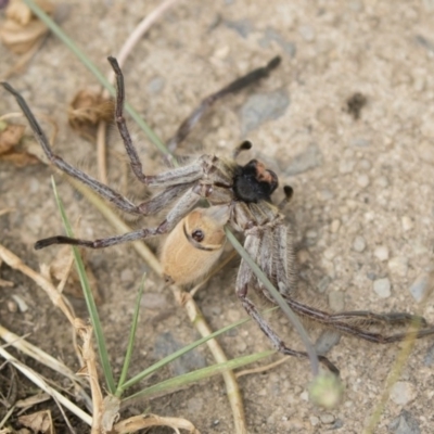 Isopeda (genus) (Huntsman Spider) at Jindabyne, NSW - 29 Dec 2019 by Illilanga