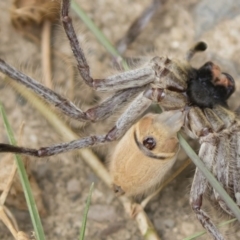 Isopeda sp. (genus) at Jindabyne, NSW - 29 Dec 2019