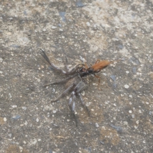 Isopeda sp. (genus) at Jindabyne, NSW - 29 Dec 2019