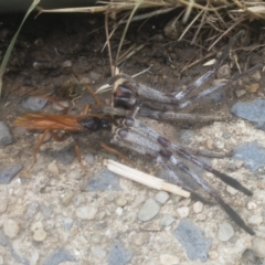 Isopeda sp. (genus) at Jindabyne, NSW - 29 Dec 2019