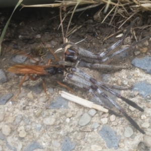 Isopeda sp. (genus) at Jindabyne, NSW - 29 Dec 2019