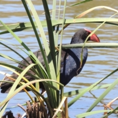 Porphyrio melanotus (Australasian Swamphen) at Gordon, ACT - 27 Nov 2019 by michaelb