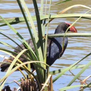 Porphyrio melanotus at Gordon, ACT - 27 Nov 2019