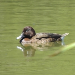 Aythya australis (Hardhead) at Gordon Pond - 27 Nov 2019 by michaelb