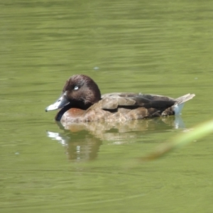 Aythya australis at Gordon, ACT - 27 Nov 2019