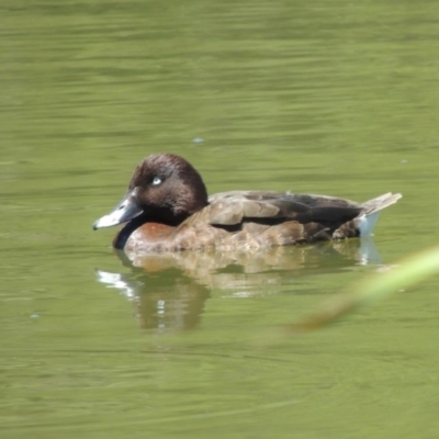 Aythya australis (Hardhead) at Gordon, ACT - 27 Nov 2019 by MichaelBedingfield