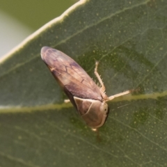 Brunotartessus fulvus (Yellow-headed Leafhopper) at Michelago, NSW - 17 Dec 2019 by Illilanga