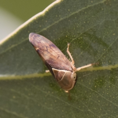 Brunotartessus fulvus (Yellow-headed Leafhopper) at Michelago, NSW - 16 Dec 2019 by Illilanga